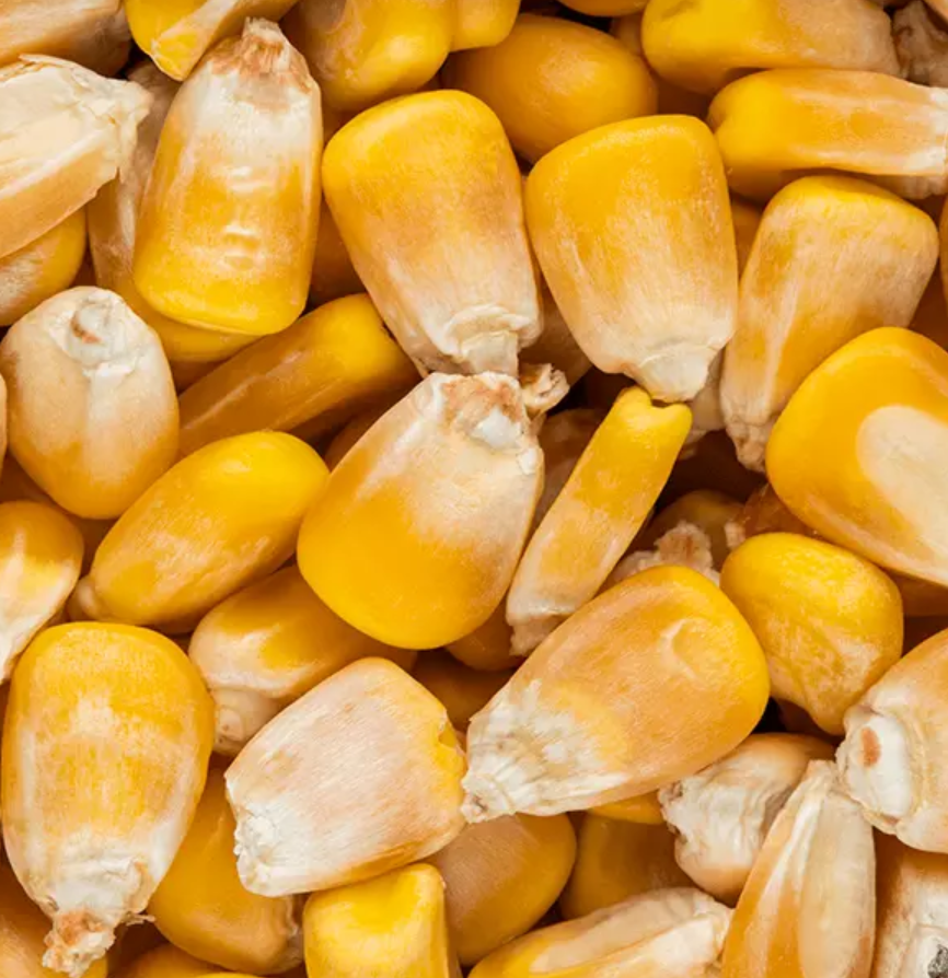 Maize